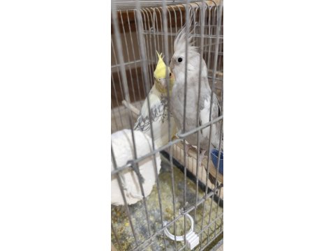 Sağlam Kan Hattı Olan Takım Sultan Papağanı