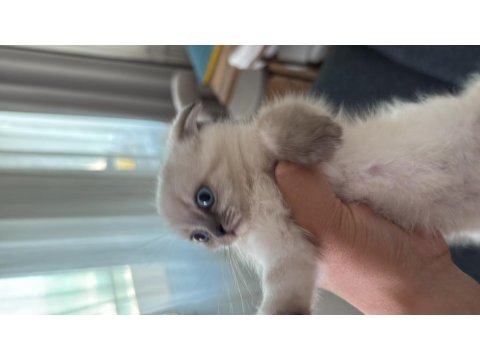 Siyam Mavi Gözlülerimiz Yeni Sahiplerini Arıyor