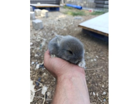 Doğal Ortamda Yetişen Hollanda Lop Tavşanları