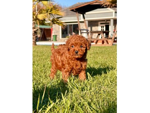 Poodle Çiftliğinden Toy Poodle Yavrularımız
