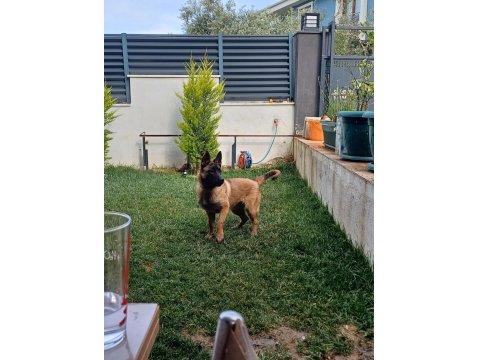 7 Aylık Dişi Aşıları Tam Belçika Kurdu Çip Takıldı