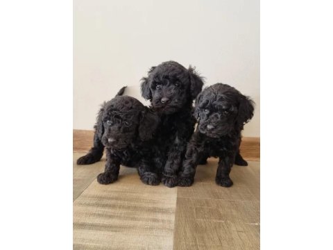Siyah Toy Poodle Köpeği Yavrularımız