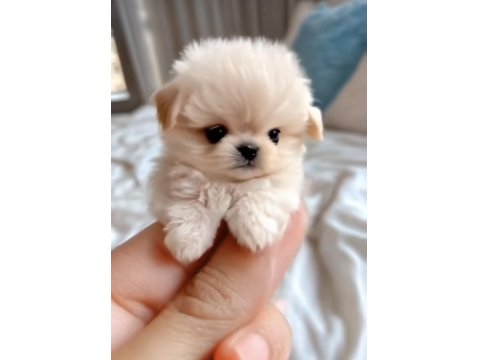 Maltipoo Cinsi