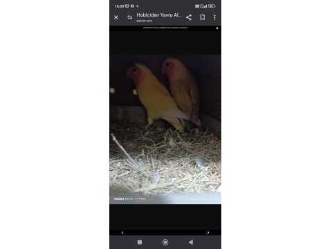 Hobiciden Yavru Alınmış Sevda Papağanı Takımlar