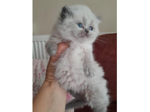 İran Kedisi Yavrularımız Rezerveye Açılmıştır