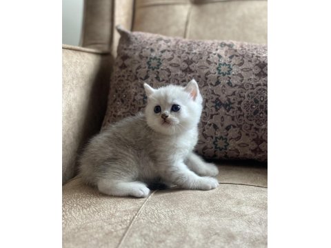 Full Şecereli Anne Babanın Silver British Shorthair Bebeği