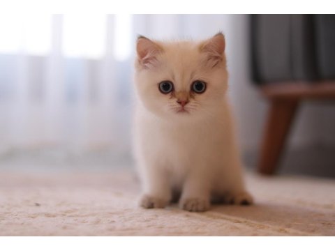 Şecereli British Shorthair Dişi Ve Erkek Yavru