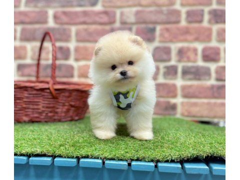 Safkan Pomeranian Boo Köpeklerimiz