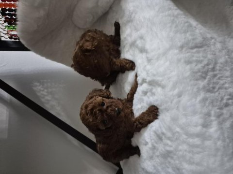 Kore Tea Cup Poodle Yavrular