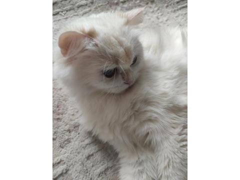 Güzel British Longhair Prensesim