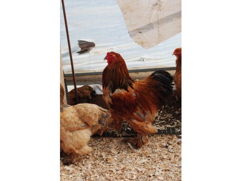 Buff Brahma Kuluçkalık Yumurta