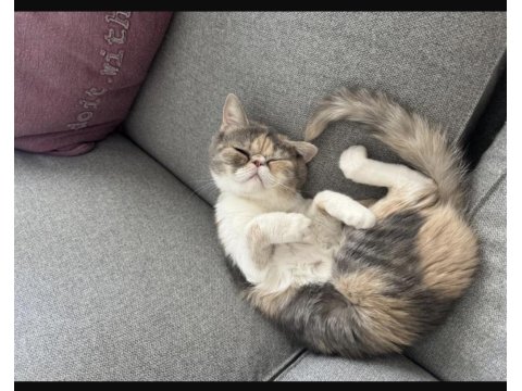 Exotic Shorthair Dişi Yavrumuzu Sahiplendiriyoruz