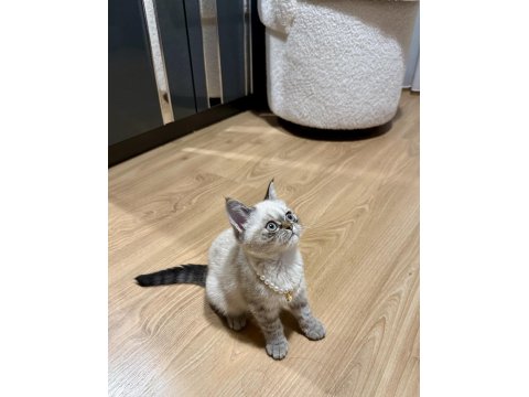 Blue Point Dişi Yavru Kedimiz