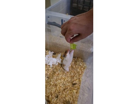 Ele Alışkın Suriye Hamster