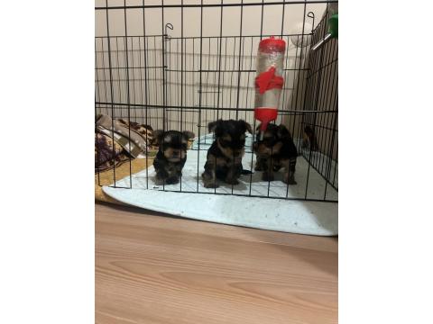 A Kalite Yorkshire Terrier Bebekler