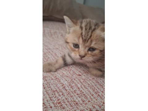 Kırçıllı Dişi British Shorthair Yavru
