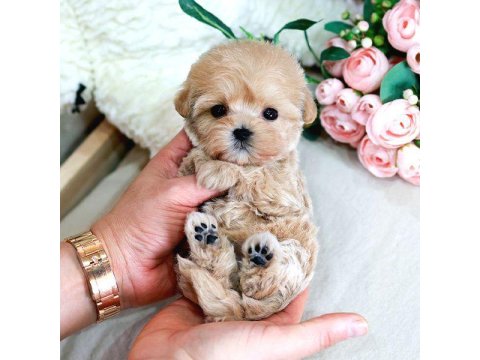 Teddy Bear Kore Kaniı Toy Poodle Yavrulariımız