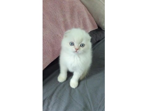 Bayram Şekerleri Kediler (Redpoint Ve Golden Point)