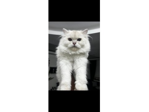 Beyaz British Longhair