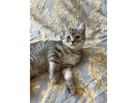 Minik Yavru British Kediler