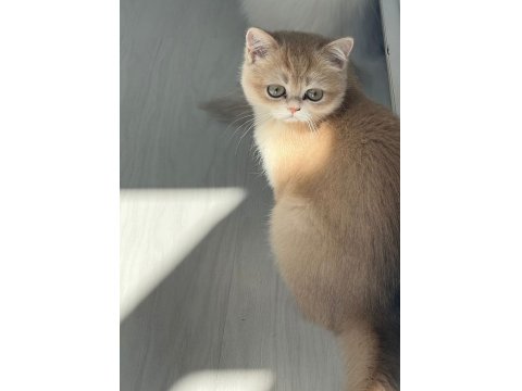 British Longhair Gerçek Saf Kan Golden