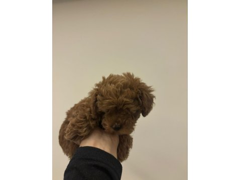 Toy Poodle Kore Yavrumuz Satılıktır