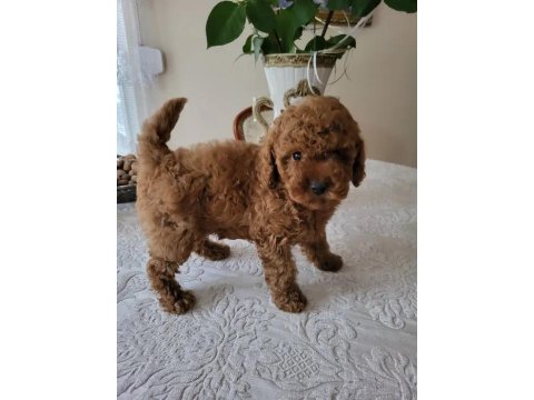 A Kalite Kıvır Kıvır Poodle Yavrularımız