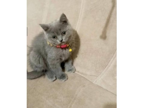 Yavru Kedilerin Mama Tuvalet Eğitimi Verildi