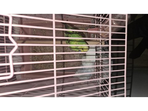 Damızlık Çift Muhabbet Kuşu (Malzemeler Dahil)