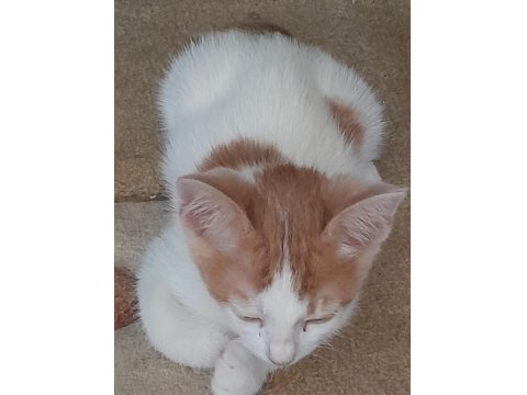 Sarı Ve Kardeşleri Kediler