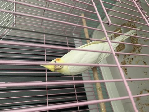 Evcil Sultan Papağanı Kendini Sevdirir