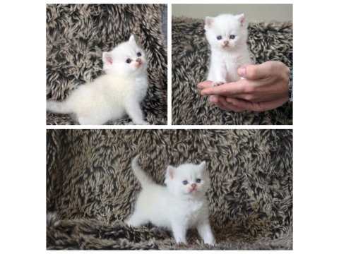 Anne Ve Baba Şecereli British Longhair Kediler