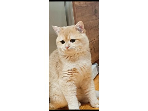 Bademim Ücretli Sahiplendirilecek Kedimiz