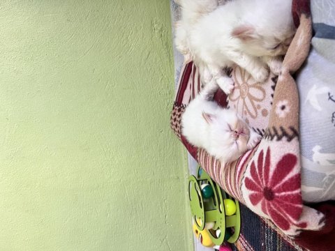 Oyuncu Safkan İran Kedisi Bebekler