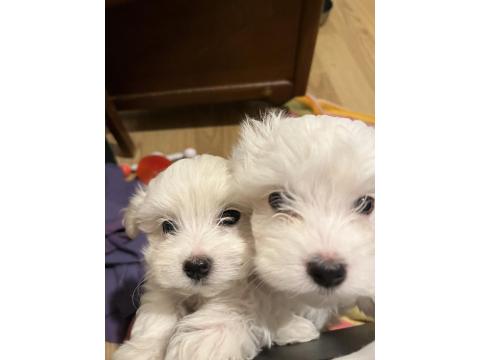 Karbeyaz Maltese Terrier Bebekler