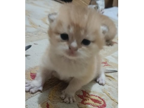 Şampiyon Kan Hattın Ny11 Ve Ny12 Golden British Çocukları