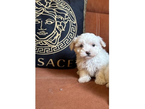 Son Kalan Safkan Maltese Yavrumuz - Gaziantep