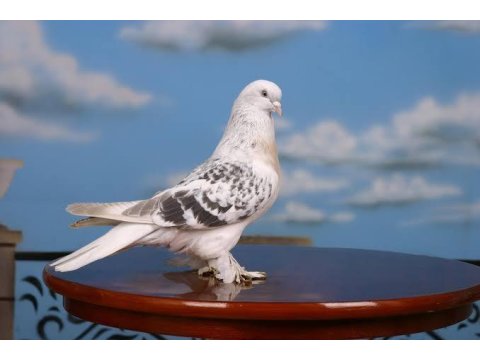 15 Adet Oyun Kuşu Sahiplendirilecek