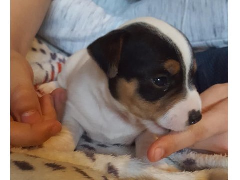 Jack Russell Yavruları Irk Garantili