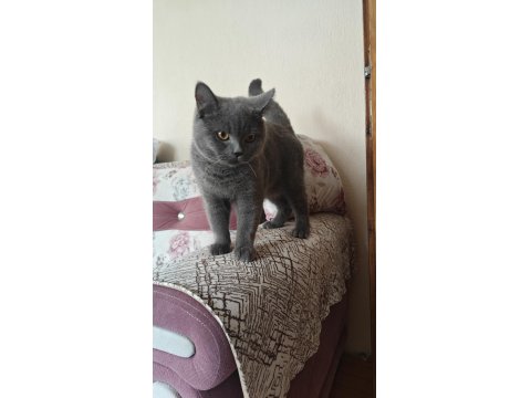 Safkan British Shorthair