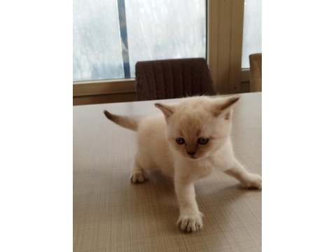British Shorthair Bebeklerimiz Yeni Ailelerine Hazırlar