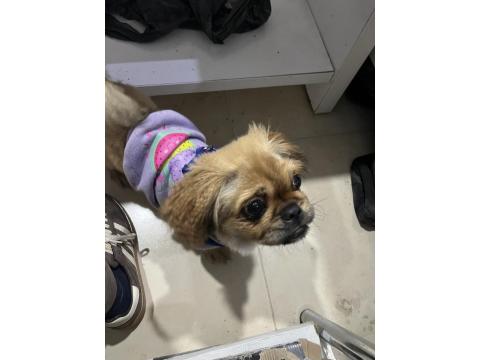 5 Aylık Dişi Pekingesse