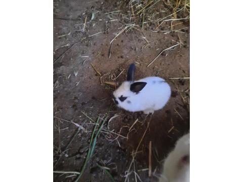 Kaliforniya Damalı Tavşan