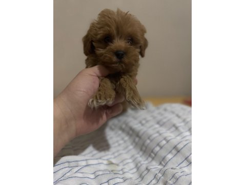 Sevimli Maltipoo Minik Köpekler