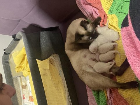 Yavru Siyam Kedileri