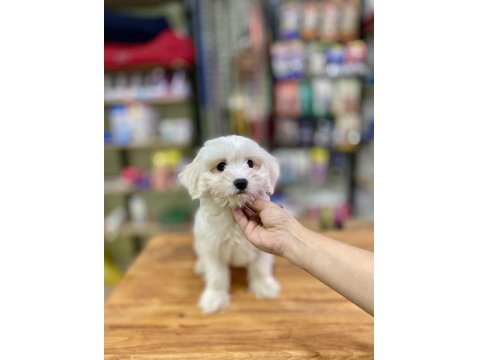 Pamuk Gibi Maltese Terrier Yavrumuz