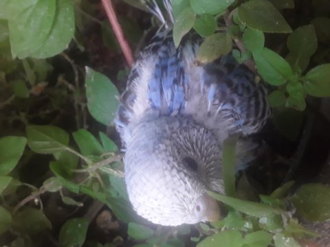 30 Günlük Yavru Muhabbet Kuşu Erkek