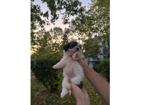 Güzeller Güzeli Dişi Shih Tzu