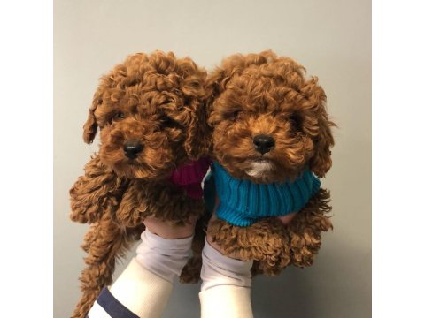 Irk Garantili Toy Poodle Yavruları