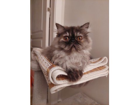 Safkan Sıfır Burun Dişi İran Kedisi